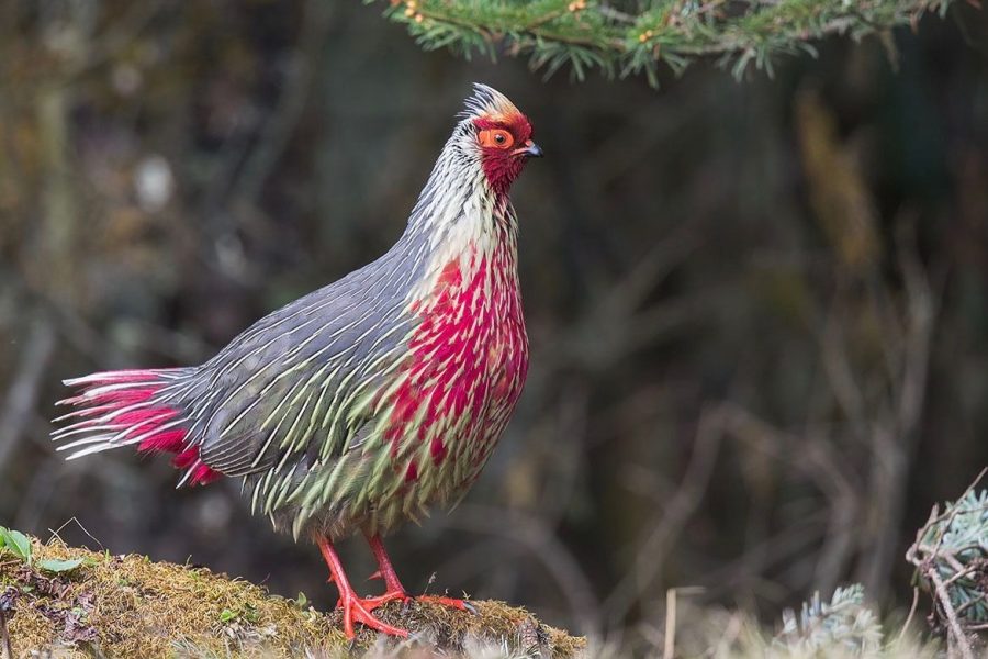 Birding Adventures in Bhutan: 16 Days