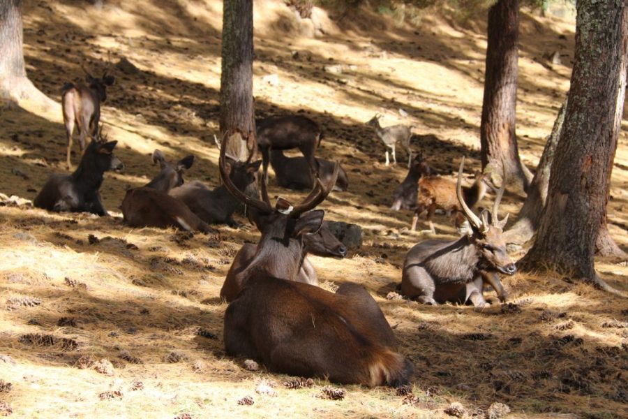 Royal Manas National Park Safari: 15 Days